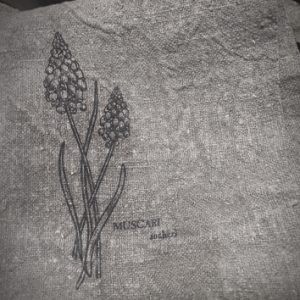 Blauwe druif 300x300 1